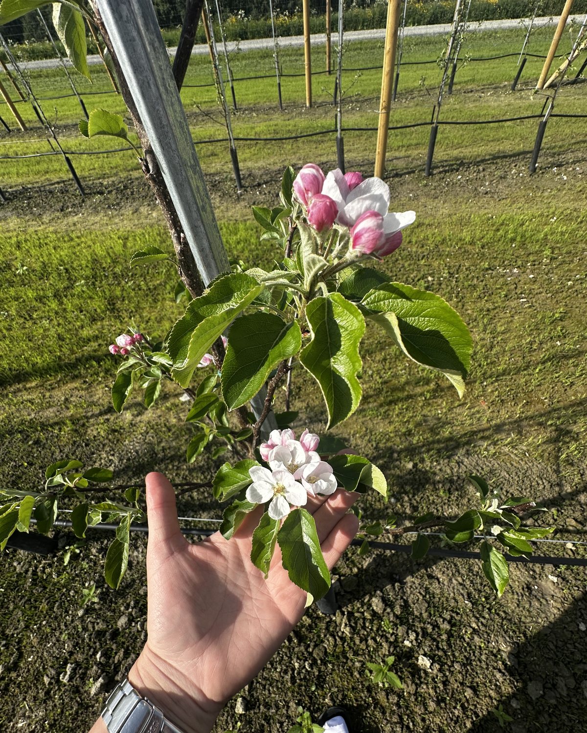 Hvite og rosa epleblomster på en gren