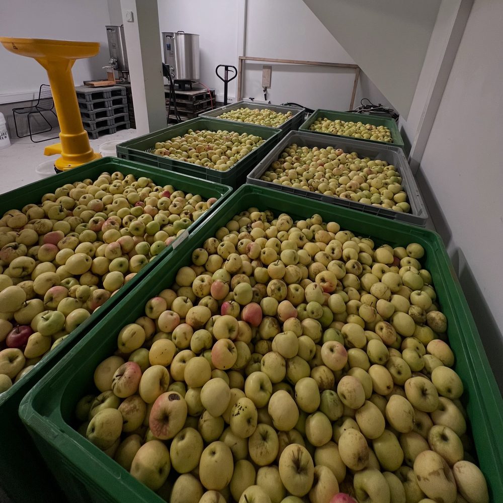 Nyplukkede epler klare til pressing