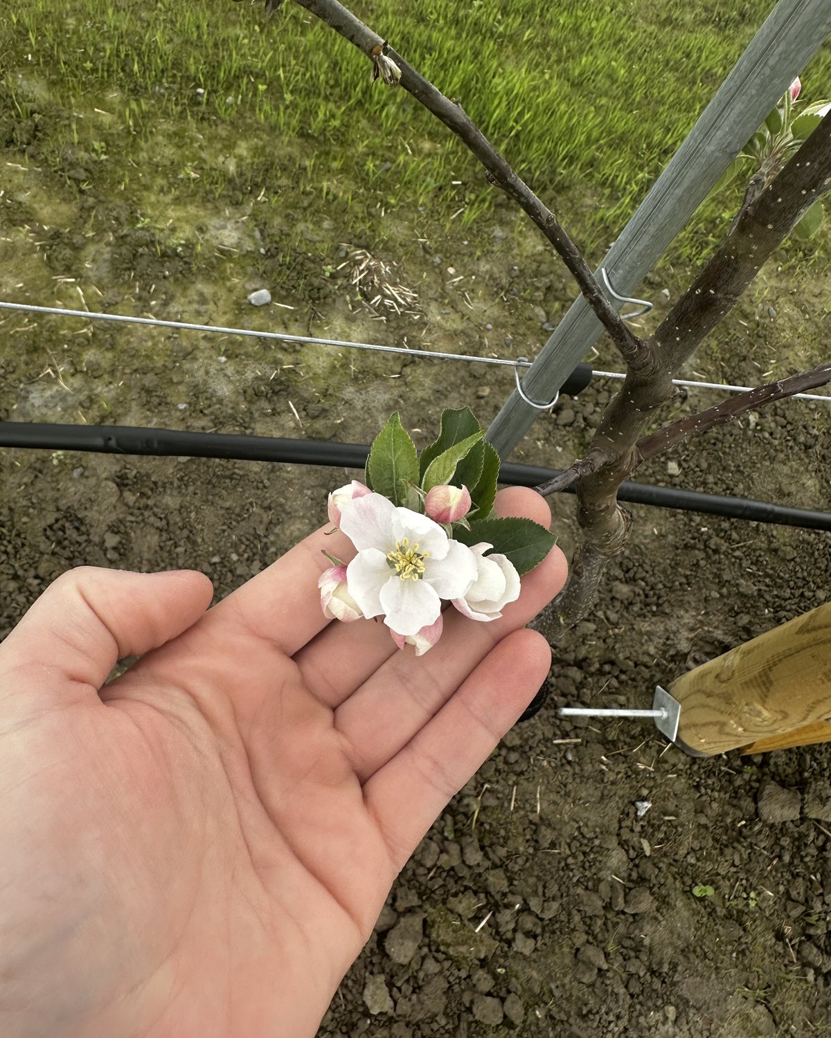 En hånd holder en epleblomst i eplehagen