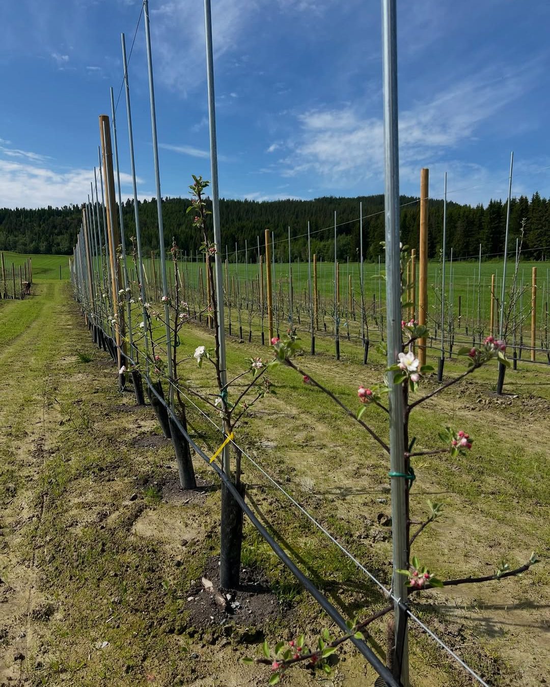 Rader med unge epletrær på et jorde på Byneset